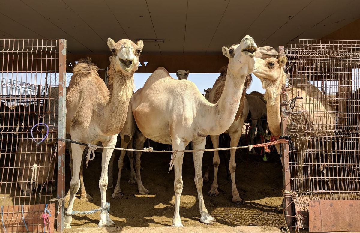 Business-as-usual ☕ (TWIF - MENA 26/06)