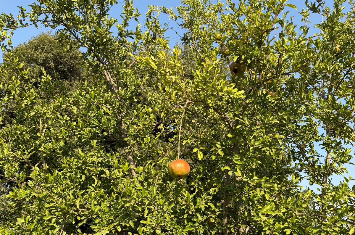 Revolut in the UAE: Revolt or Revolution? (TWIF - MENA 11/09)