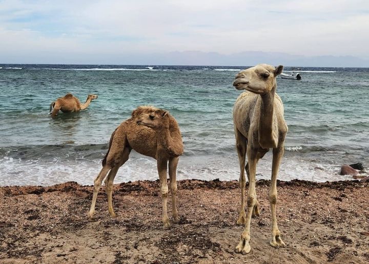 2025 Wrapped: Fintech in MENA (TWIF - MENA 08/01)