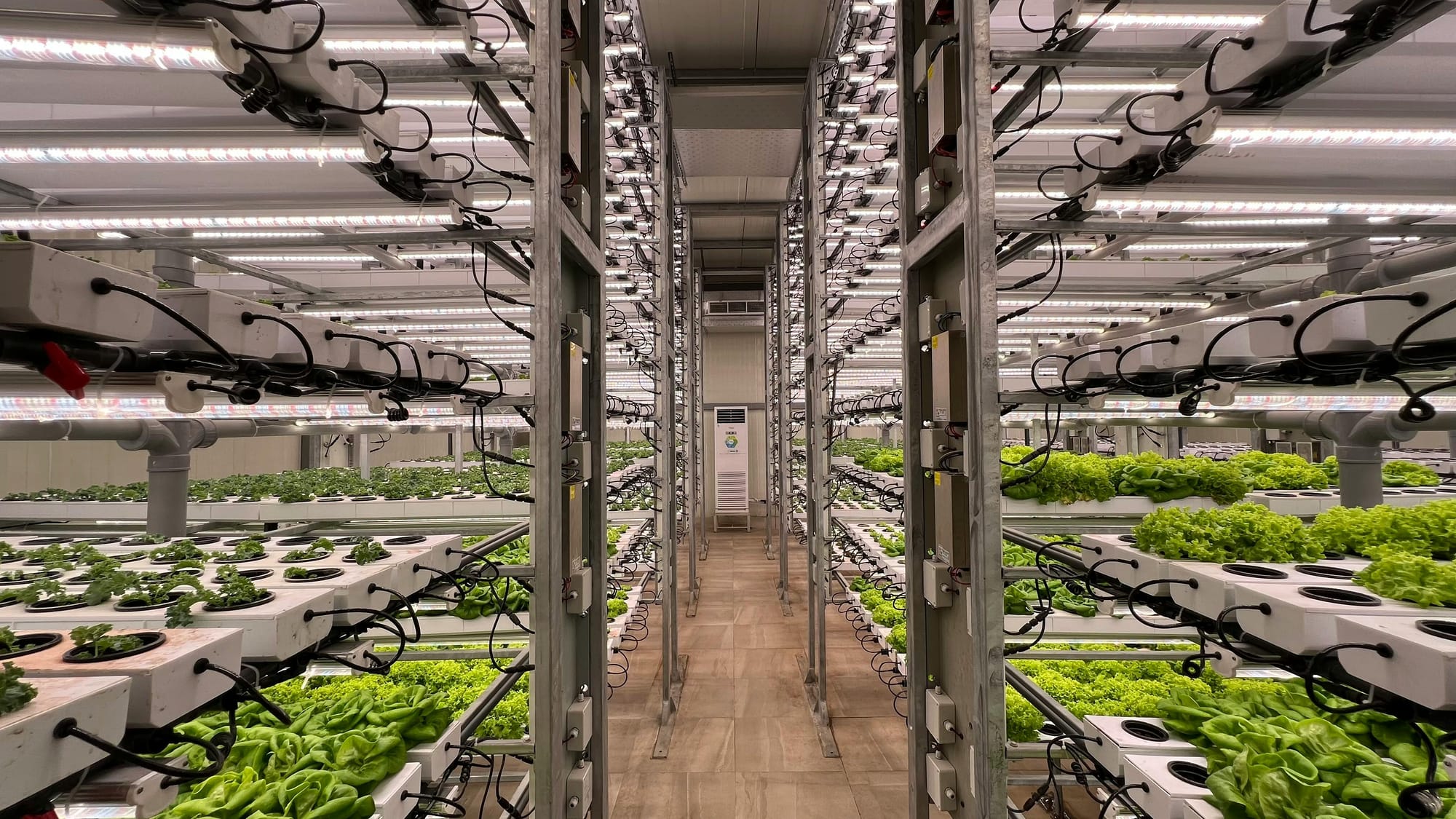 Rows of Vertical Lettuce Farm Indoors