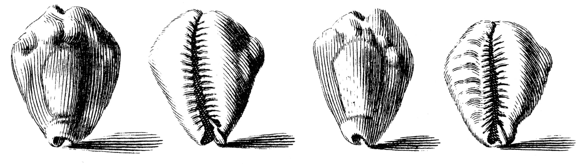 Monetaria moneta Shells