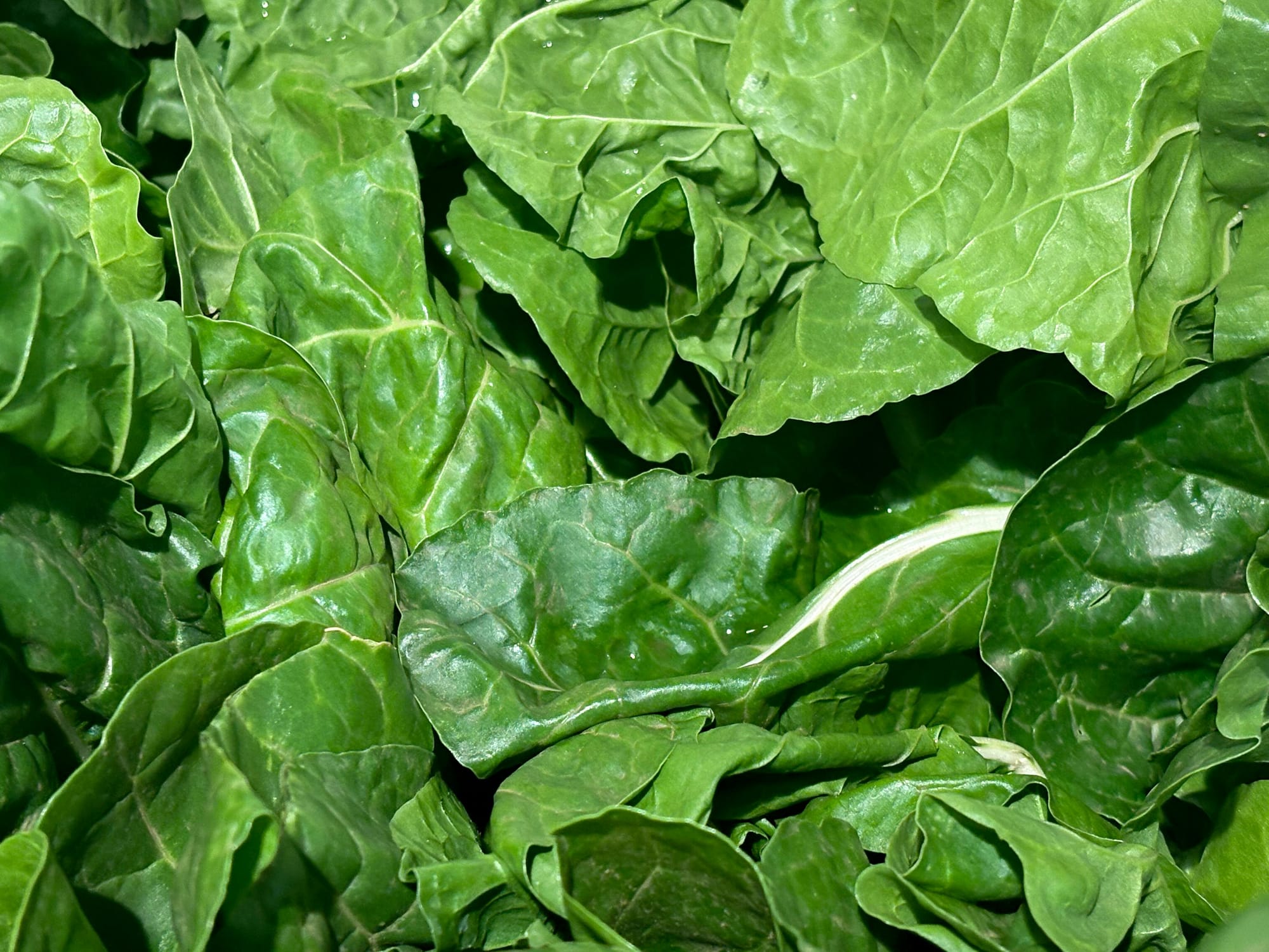 Spinach