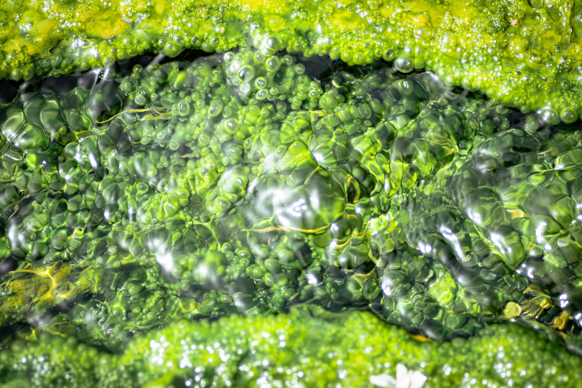 Vibrant Algae and Water Texture Close-Up