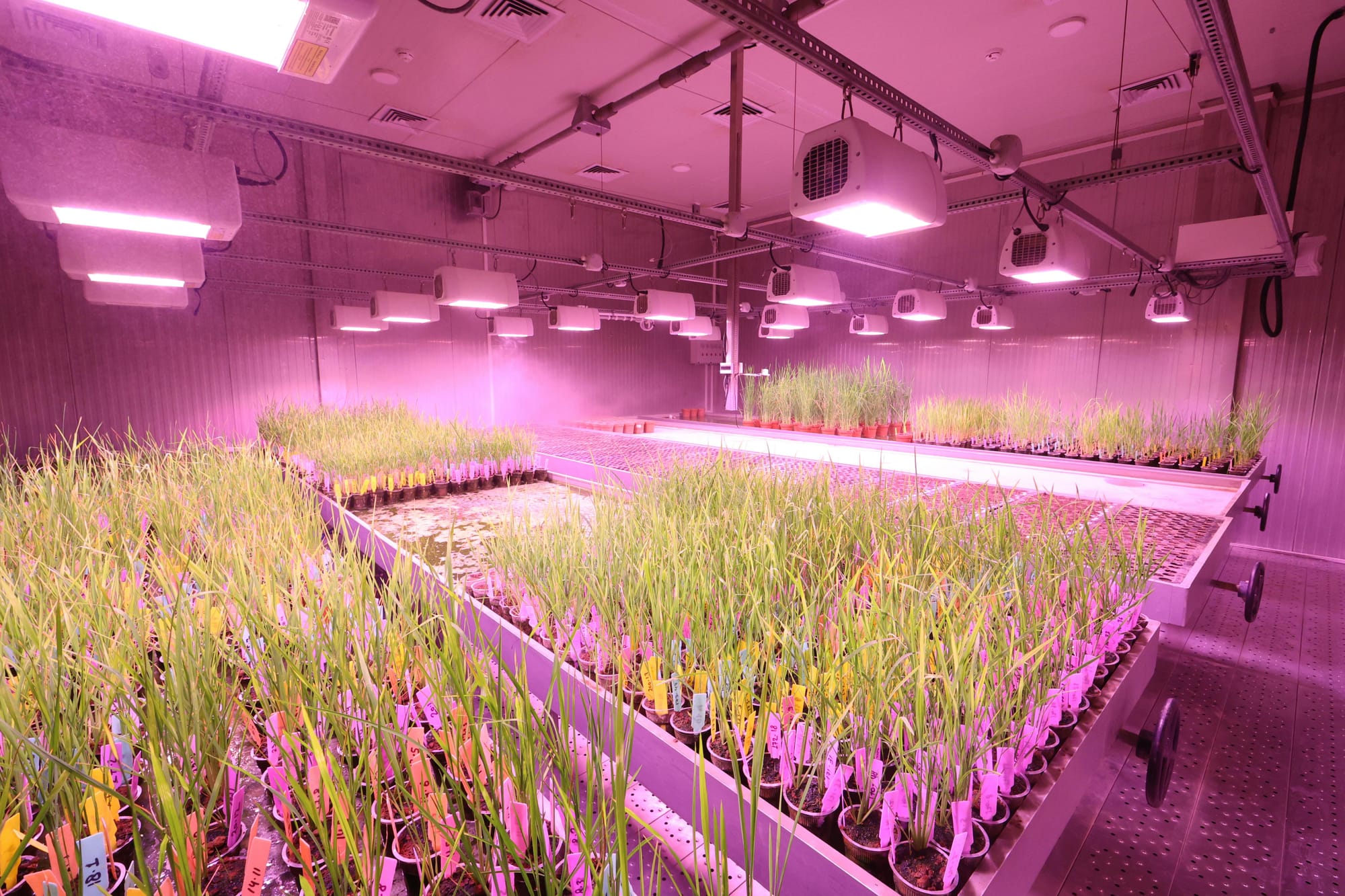 Indoor LED Agriculture