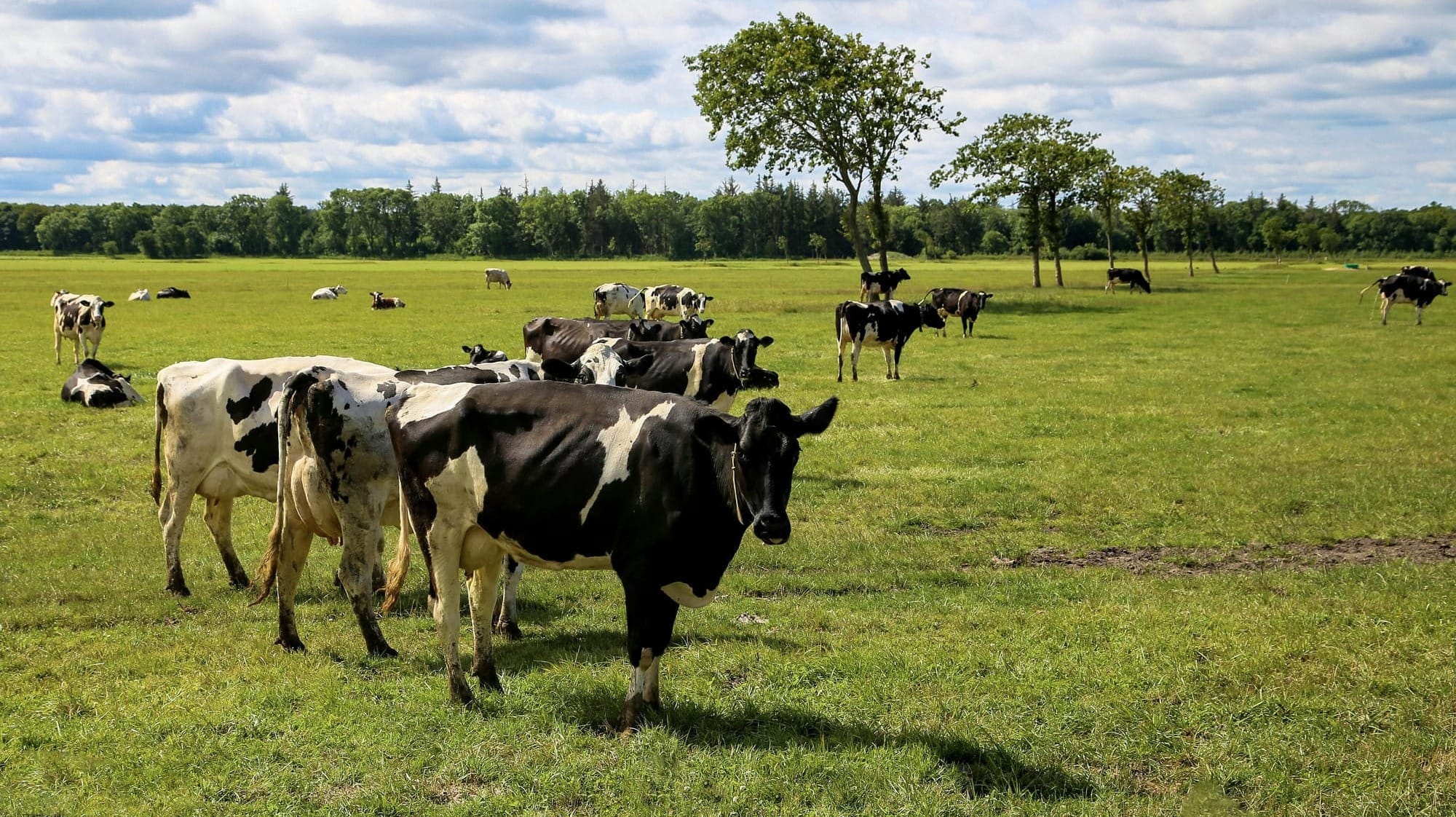 A herd of Holstein cows grazing in a lush green pasture under a clear blue sky.