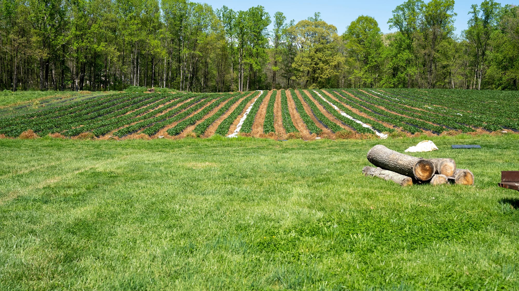 Vibrant strawberry field with trees in North Carolina, perfect rural landscape.