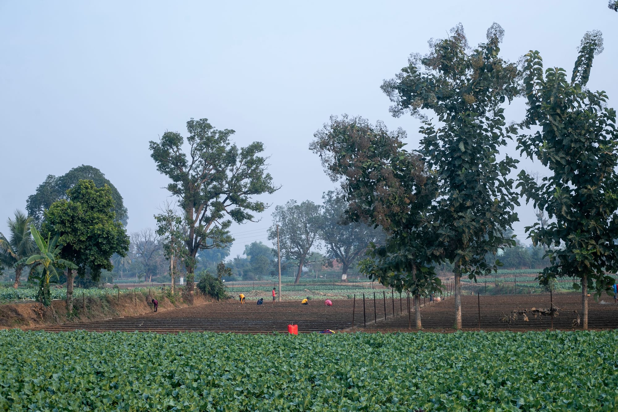 Farmers working in a field in Mungeli, India, during the day