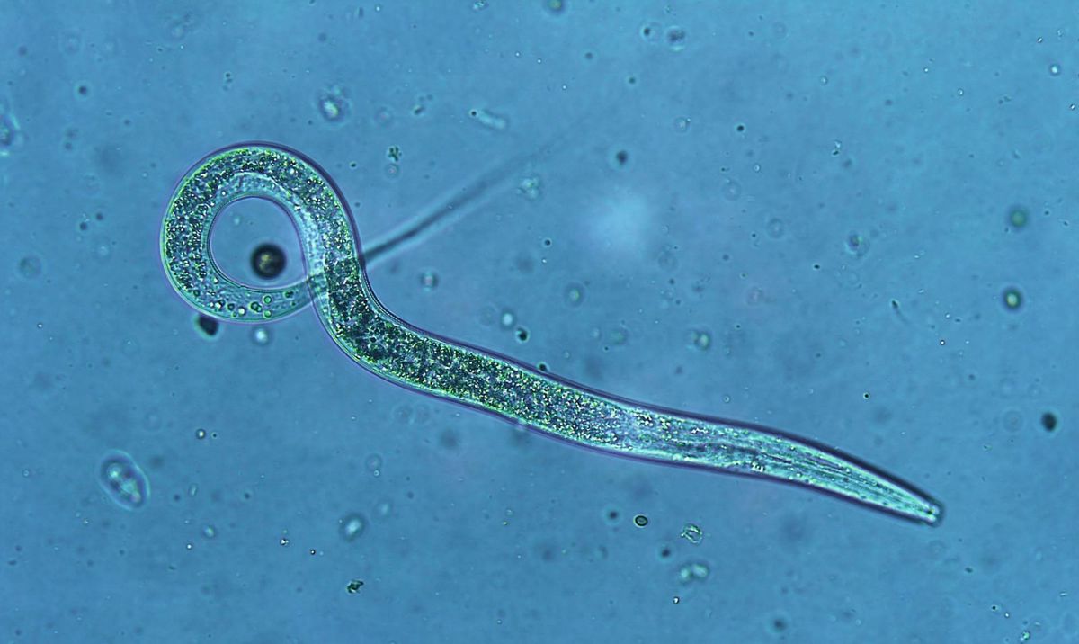 Microscopic Nematode