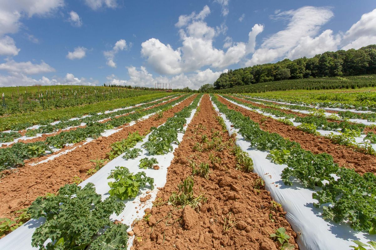 Expansive vegetable rows under a blue sky in a rural North Carolina farm.