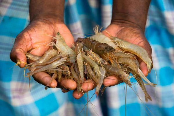 Person holding a handful of shrimp