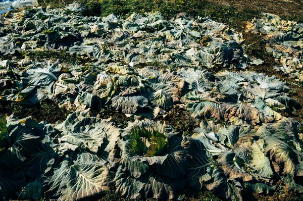 Cabbage on Field - Japan