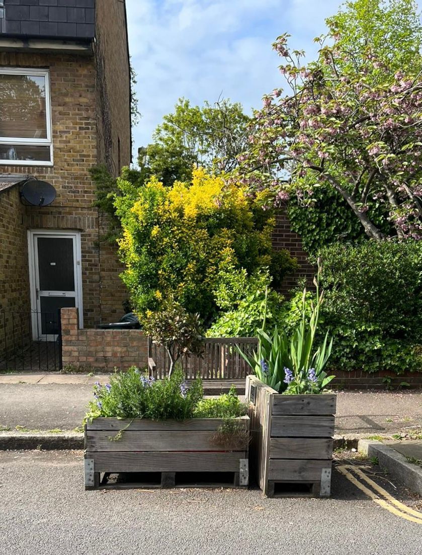 Two planters in the road on a London street with green plants and purple flowers in them.