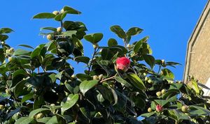 LTN news round-up #4