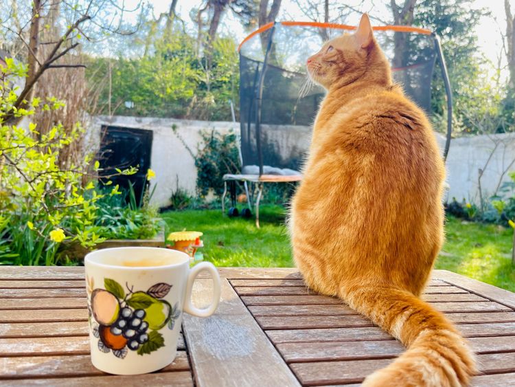 A table top in a graden with a colurful mig of coffee and a ginger cat called Potato sitting on top of it