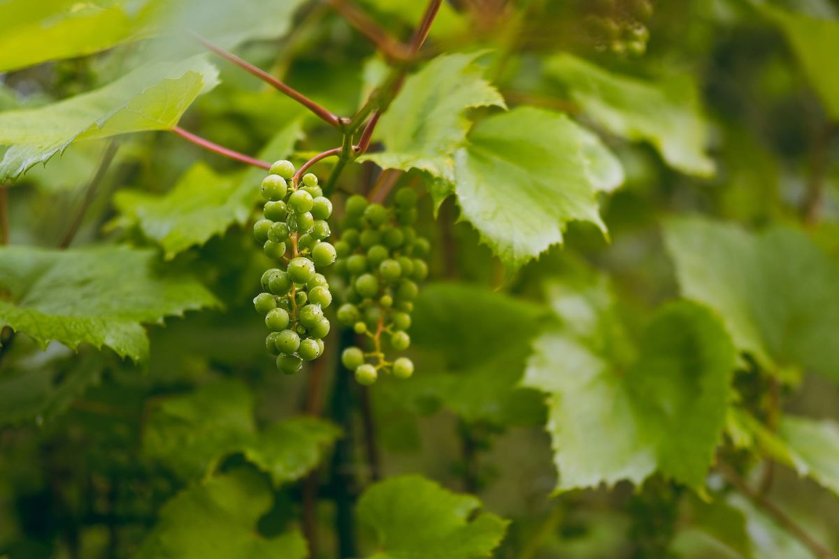 Crushed by Chaos: How Trump’s Tariff War Is Gutting Eastern Washington’s Wine Industry