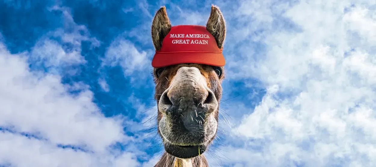 photo of a donkey wearing a "make america great again" hat 