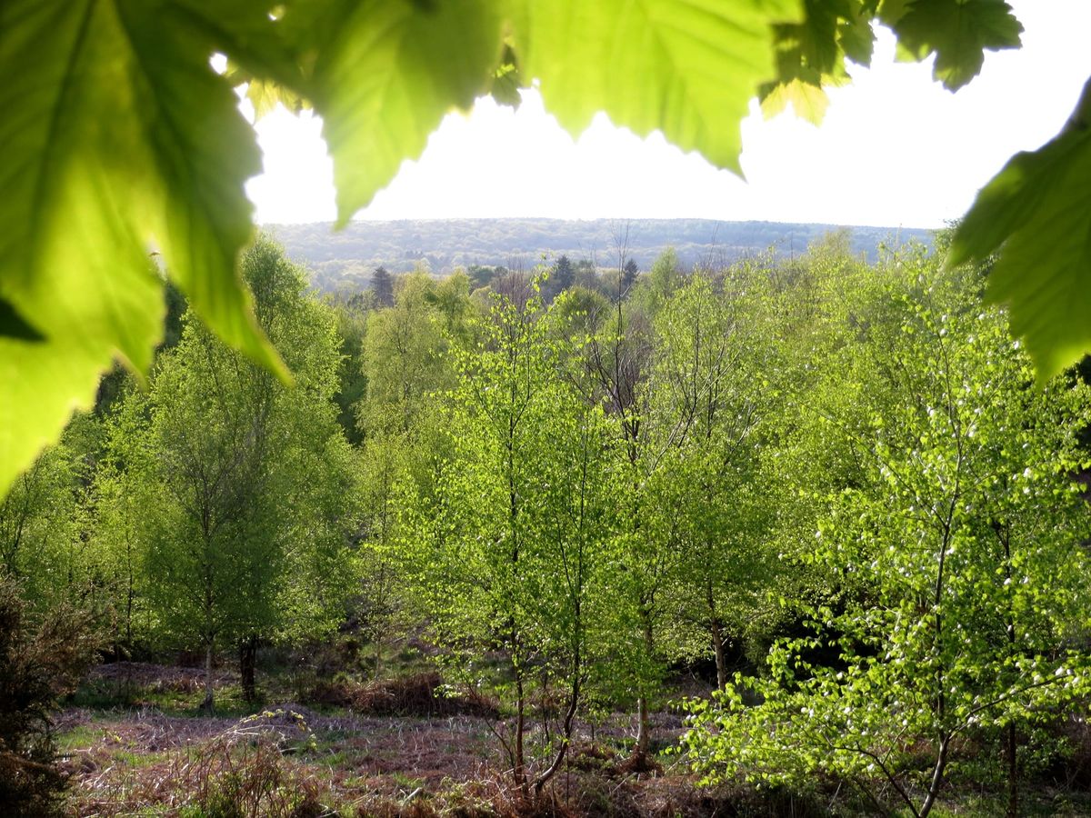 Pomladni tedenski jedilnik za sladkornega bolnika - 2. teden v marcu
