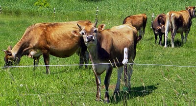 OUTSTANDING IN HER FIELD