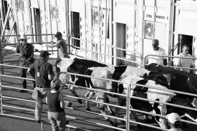 A REBIRTH OF DAIRY FARMING