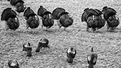 THESE TOM TURKEYS