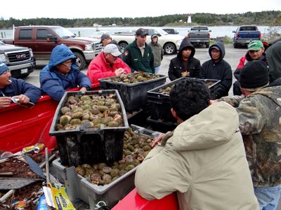 SEA URCHIN BUYERS