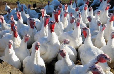 GOBBLE, GOBBLE