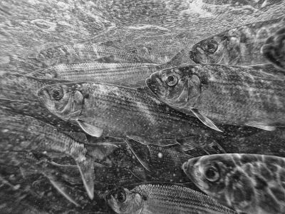 ALEWIVES