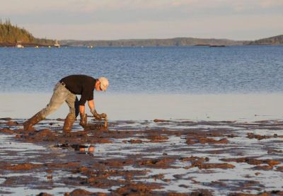 HARVESTING CLAMS