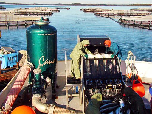 Harvesting some of the 3 million salmon that Cooke Aquaculture placed in Cobscook Bay pens in 2006 are workers at a site in South Bay, Cooke plans to reopen eit