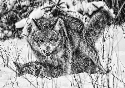 TWO COYOTES