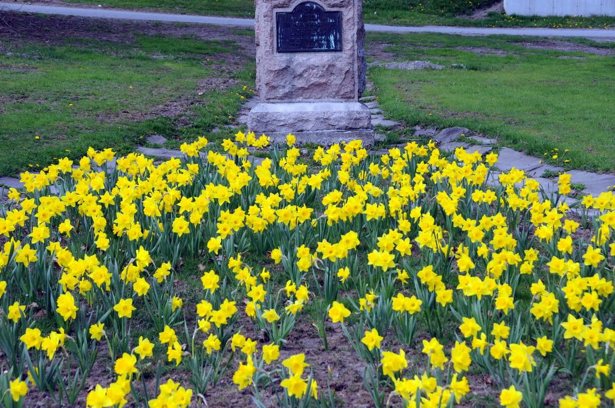 DAFFODILS BLOOM
