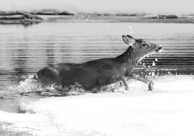 DOING THE DEERY PADDLE