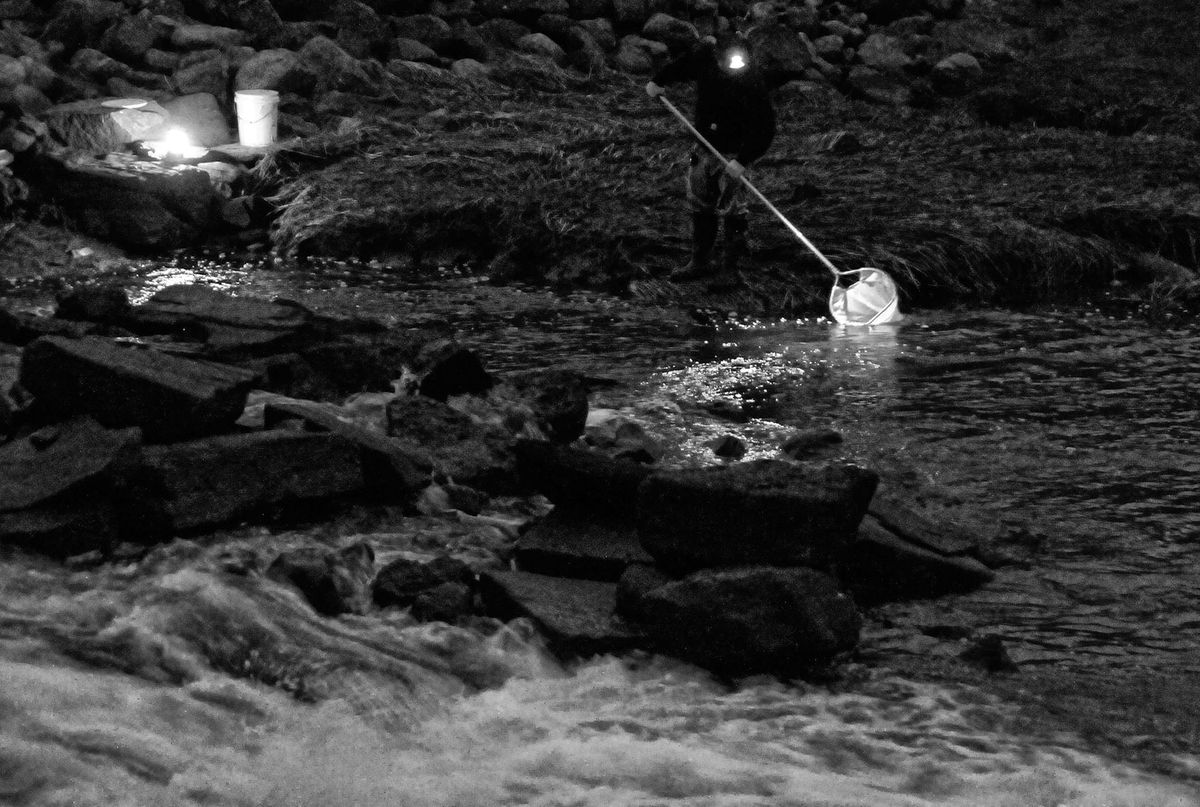 Fishing for elvers