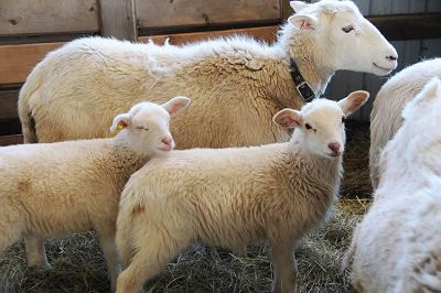 SPRING LAMBS