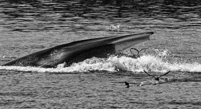 A FINBACK WHALE