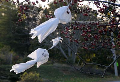 GHOSTS FLY THROUGH THE TREES