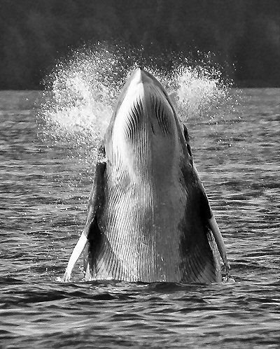 Image from index9-11-09.html