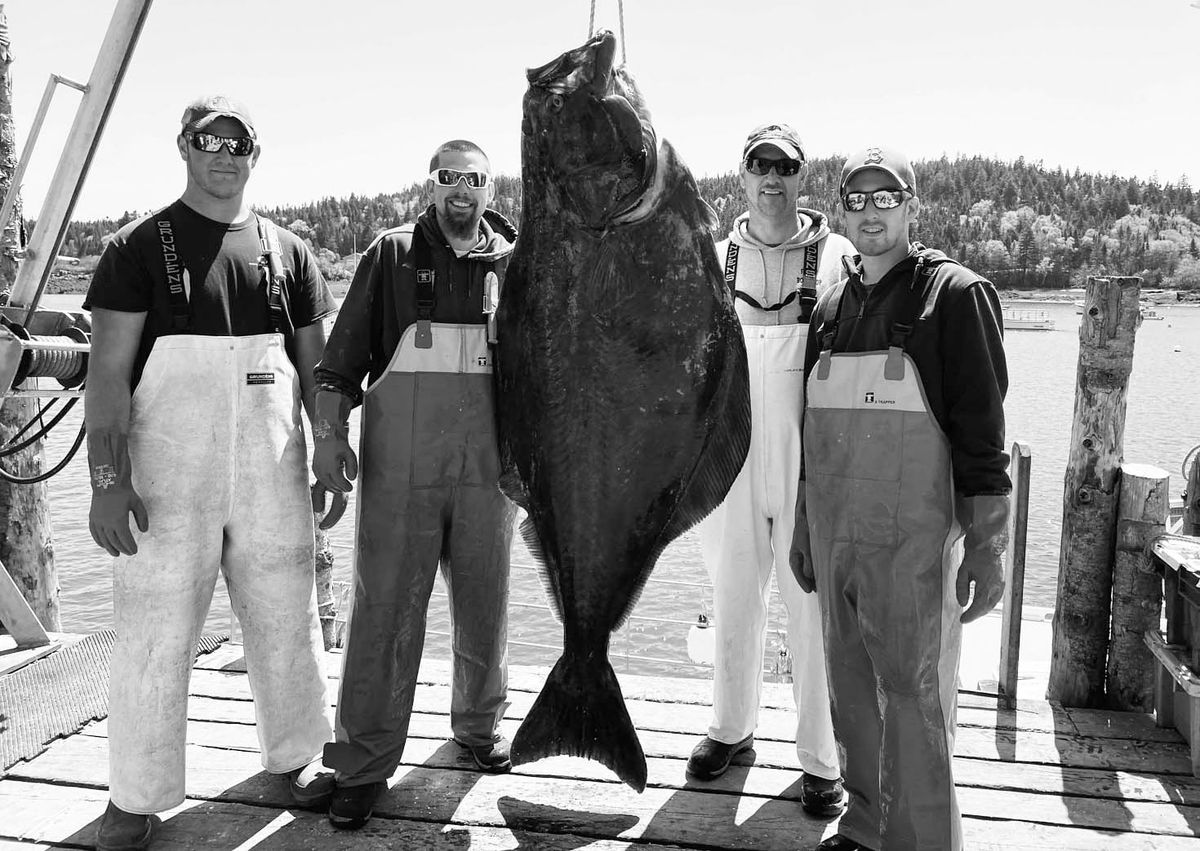A HALIBUT