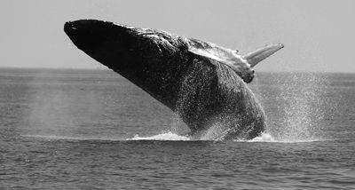 A HUMPBACK WHALE