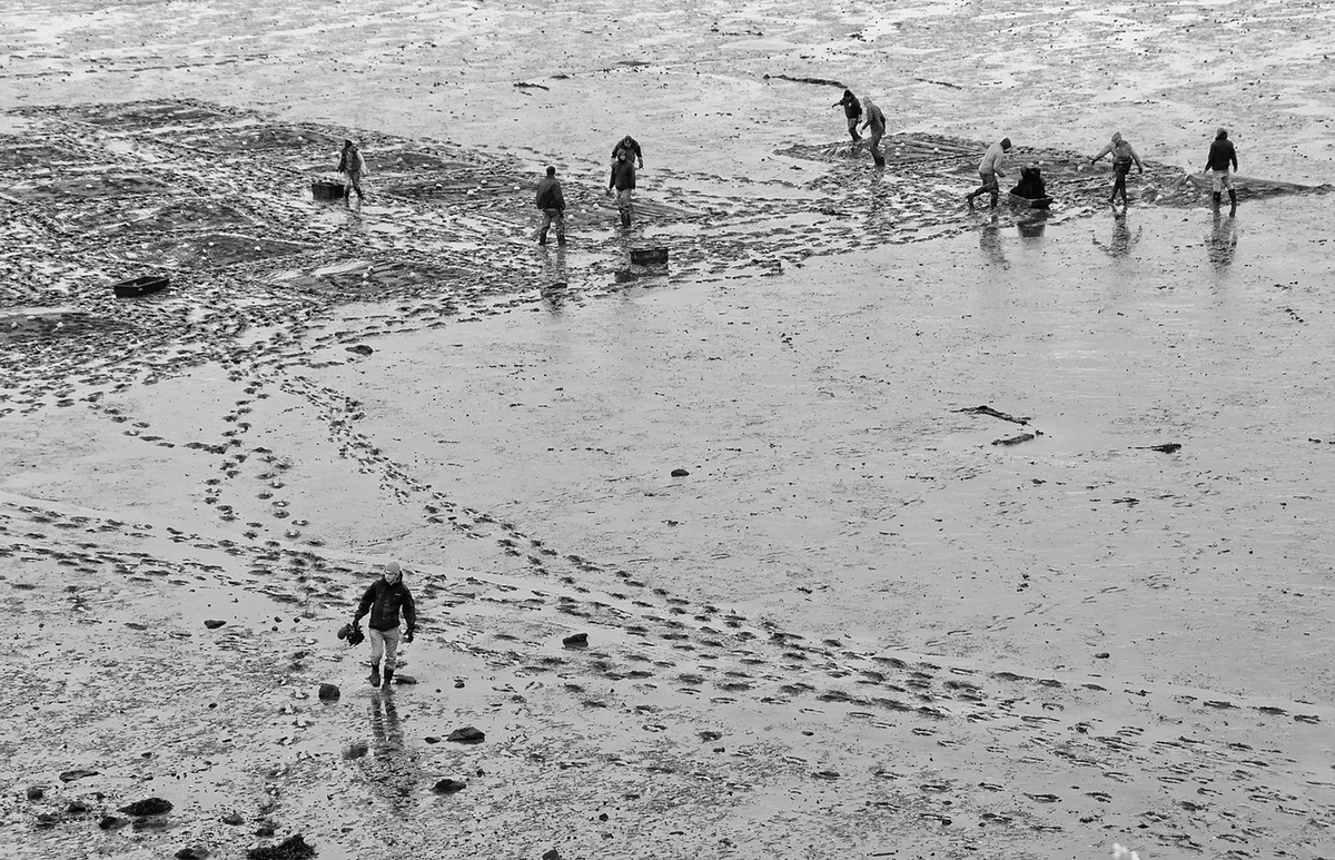 SEEDING JUVENILE CLAMS