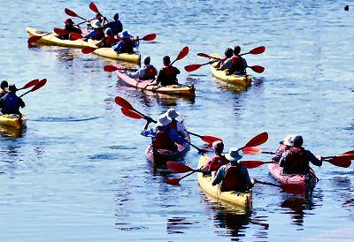 SEMI-SYNCHONIZED KAYAKING. With paddles up and down and at the ready, 22 Road Scholar participants head out from the Eastport breakwater inner basin on a kayak