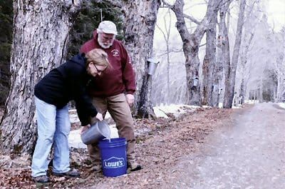 GATHERING THE SAP