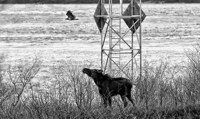 “I WANDERED LONELY AS A CLOUD.” This cow moose might be contemplating Wordsworth’s poem as it snacks on some bushes on Little Dog Island off Eastport’s north en