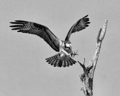 FLYING