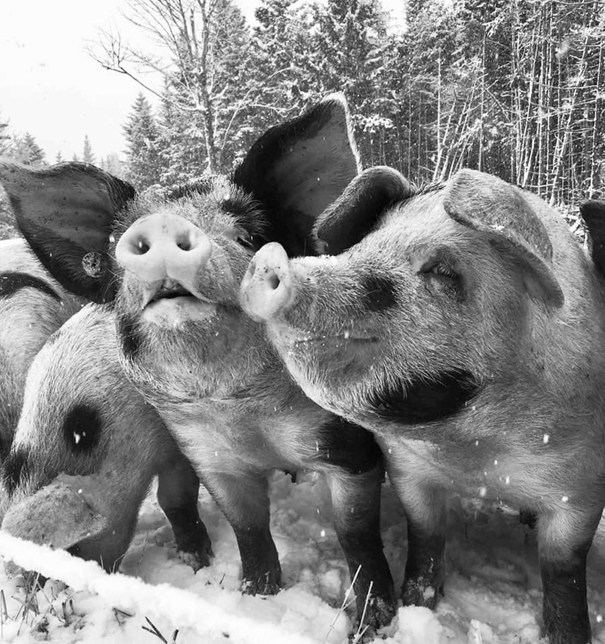 MARCH CAME IN LIKE A PIGLET