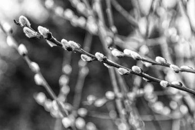 PUSSY WILLOW BUDS