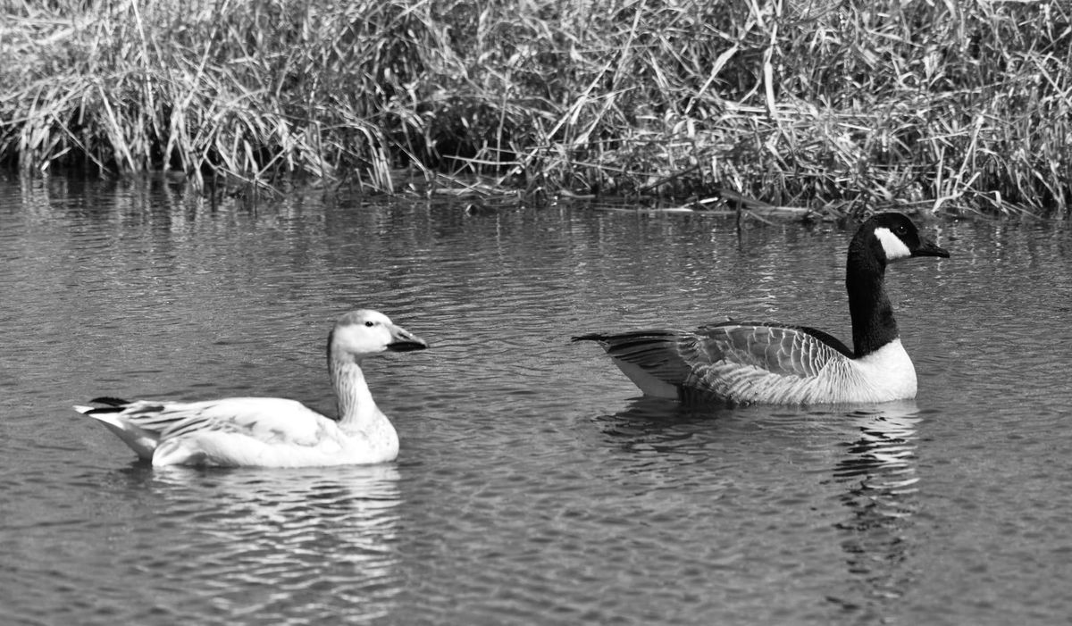 A JUVENILE SNOW GOOSE