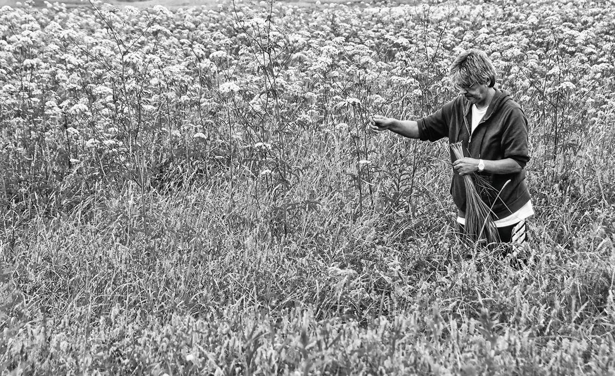 GATHERING SWEETGRASS