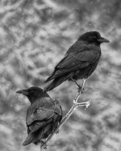 TWO CROWS