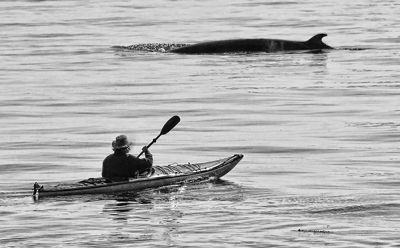 QUIETLY WATCHING A MINKE WHALE